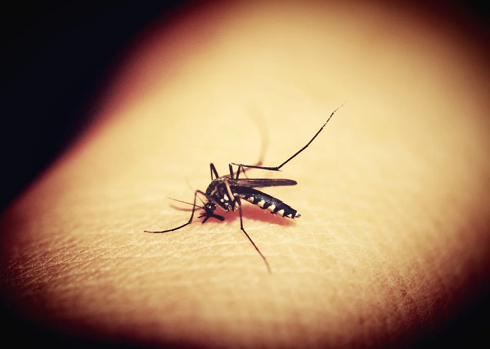 Jak skutecznie, tanio i bez chemii pozbyć się komarów?